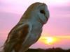 barn owl